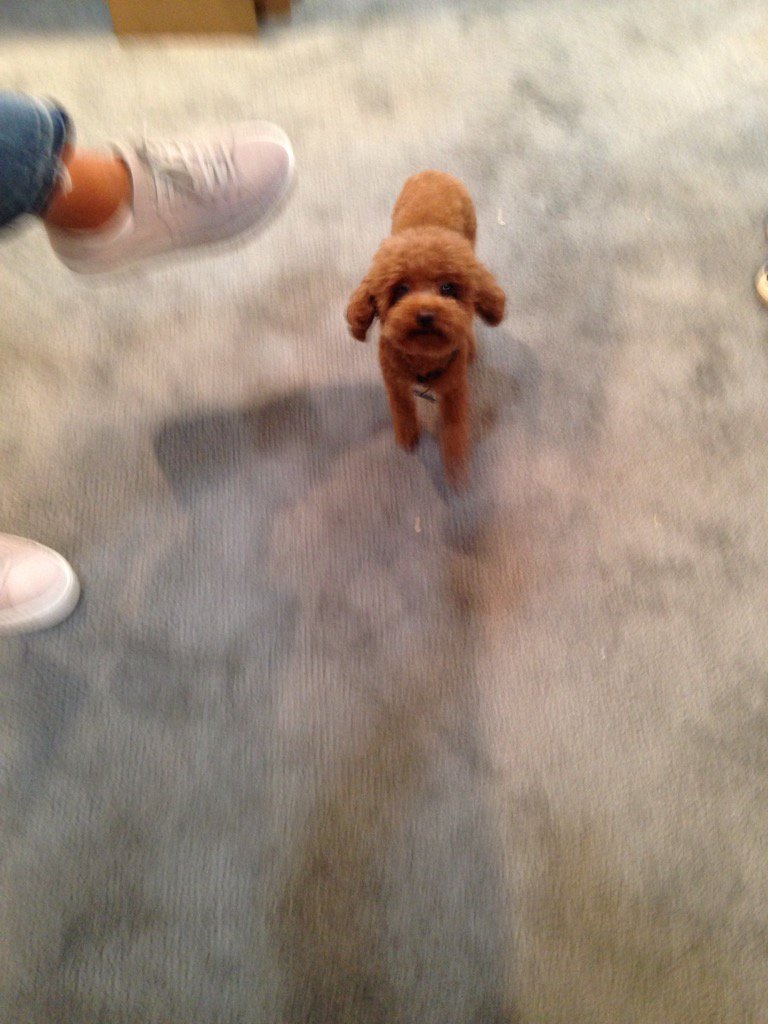 marlynschiff's tweet photo. One of our customers today @acicshow! #acicshow 😄🐶 https://t.co/Qis6xK9L3P