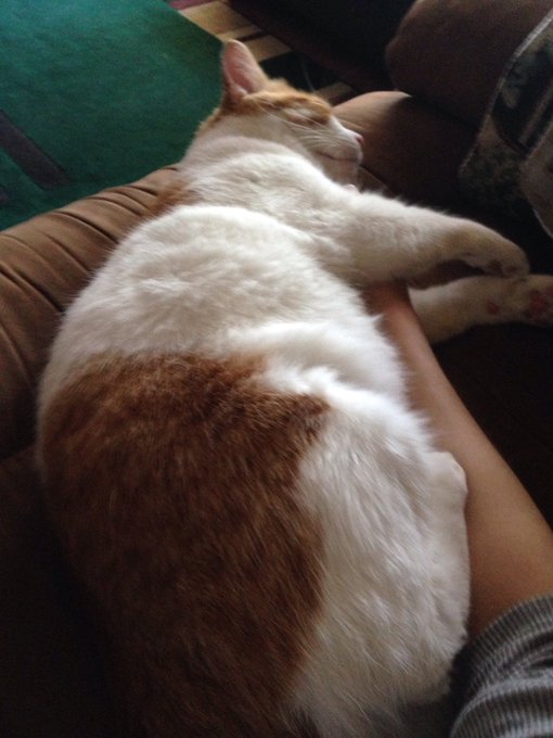 it's okay  i didn't need my arm anyway https://t.co/nfni13E4Yw<a href="/tag/clips4sale"class="tags"><span>#clips4sale</span></a><a href="/tag/showerscenes"class="tags"><span>#showerscenes</span></a>