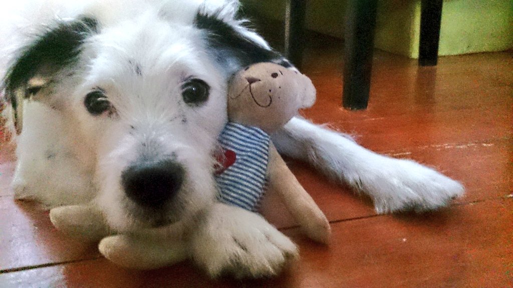 🐶💬 #thanks #folllowme 🙇
🐶💬 #love #friends 💙
🐶💬 #YouAreNotAlone 💑
🐶💬 #HaveAniceDay ⛅