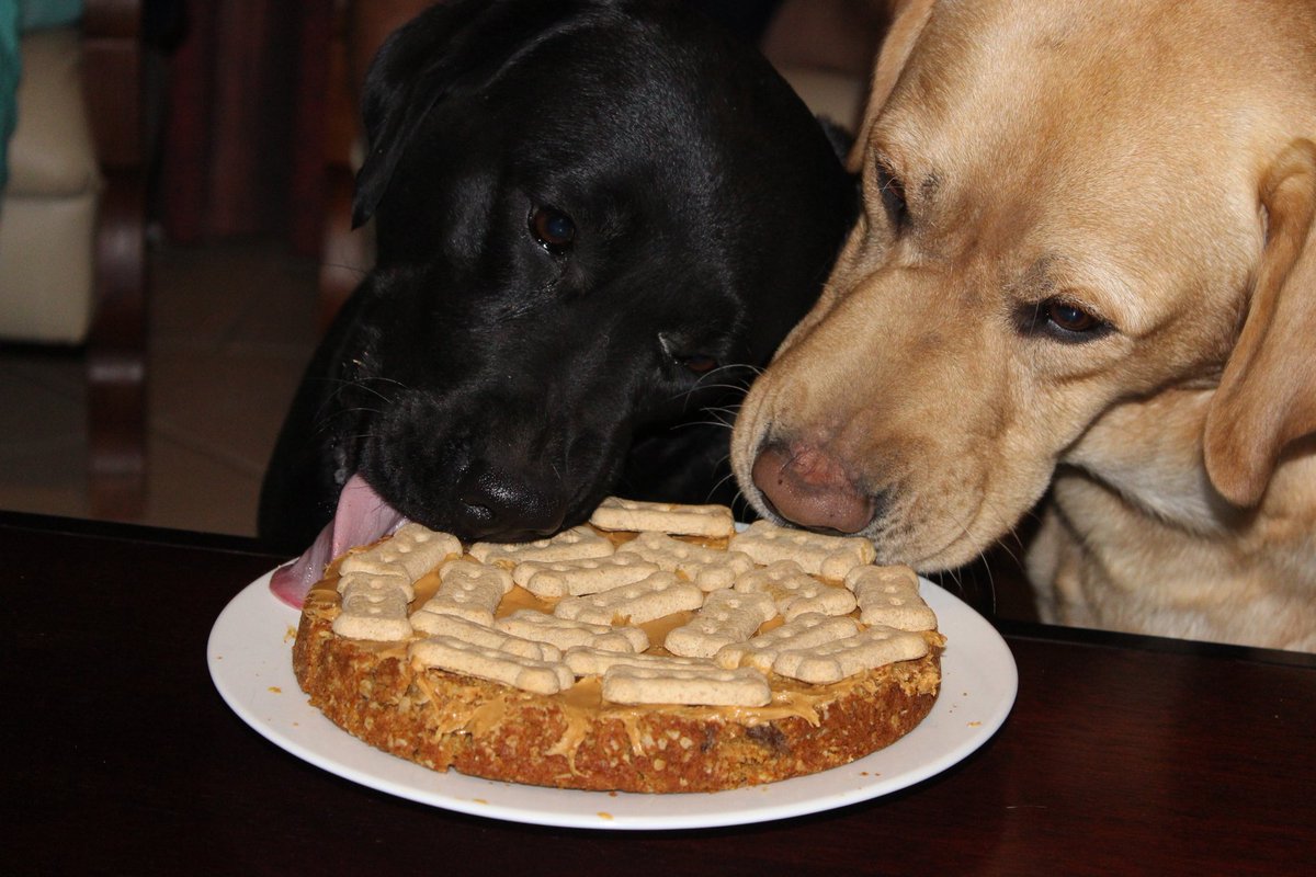 Labrelledogs tweet picture