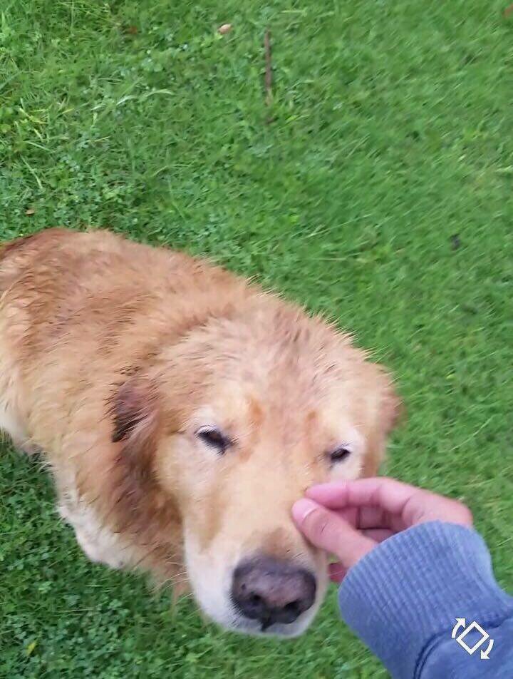 nja172's tweet photo. Se perdió hace unos días de casa de Carrasco. Tiene 10 años. Quien lo vea responde a Cafu. Gracias https://t.co/LjVLYiQQ0X