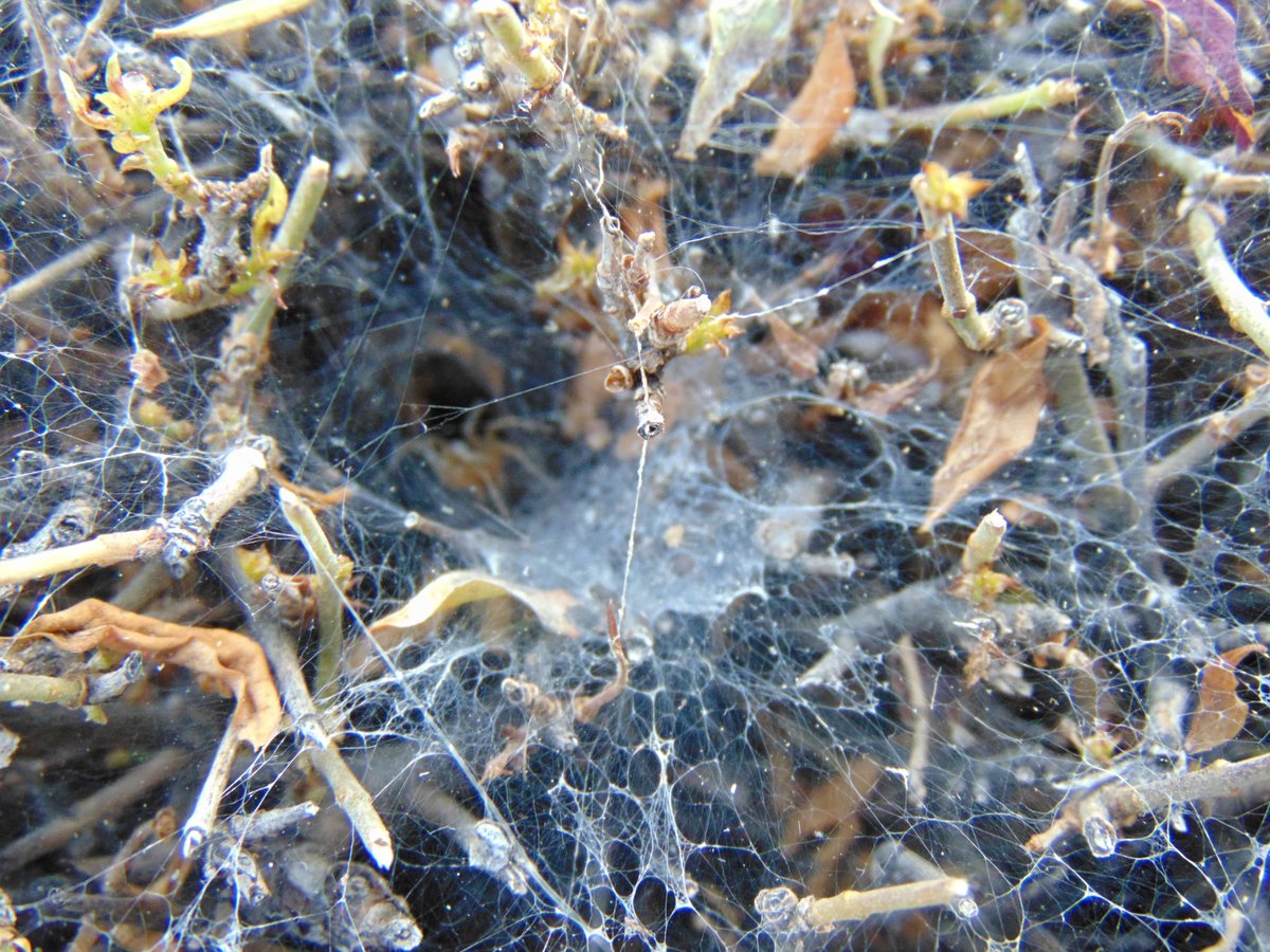 I hate spiders!! but  this is pretty cool