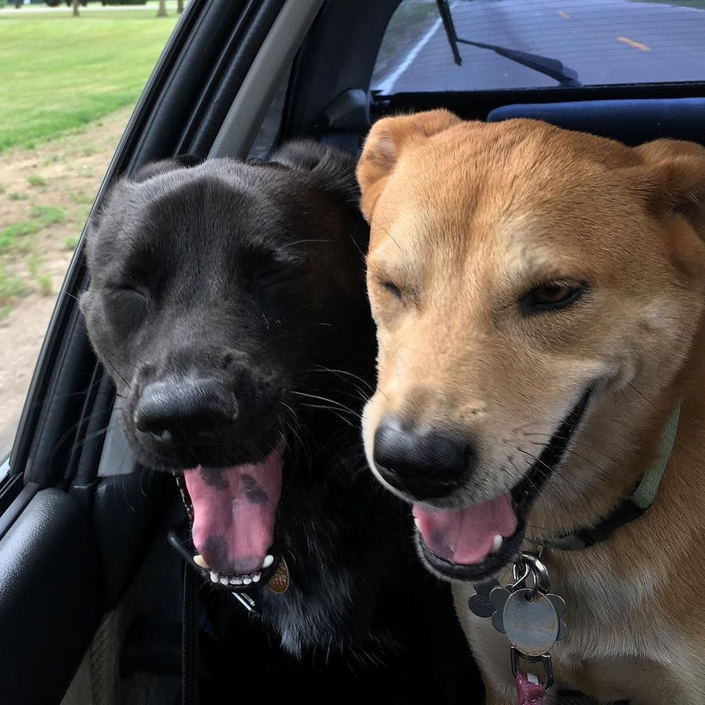 GoodWoodLAX's tweet photo. Glad to be back with my girls. They always laugh at my jokes #laxdog #goodwood #laxlife #d… https://t.co/kjBe66Uu9T https://t.co/62DAnidci6