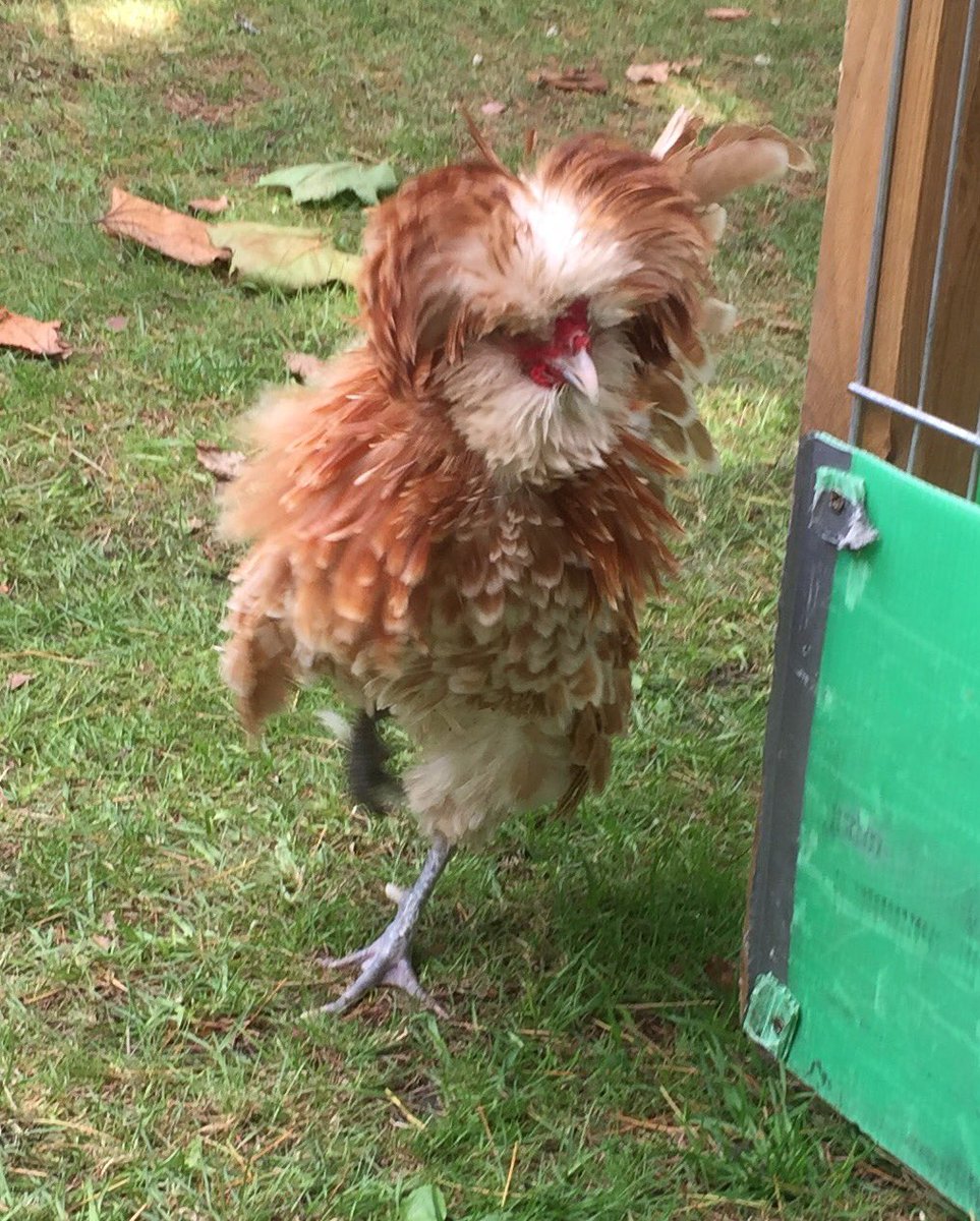 fishersmobile's tweet photo. Our cheeky #polishfrizzle #nastynigel #fishersmobilefarm #chickenhour https://t.co/B6GQS0Lvjw