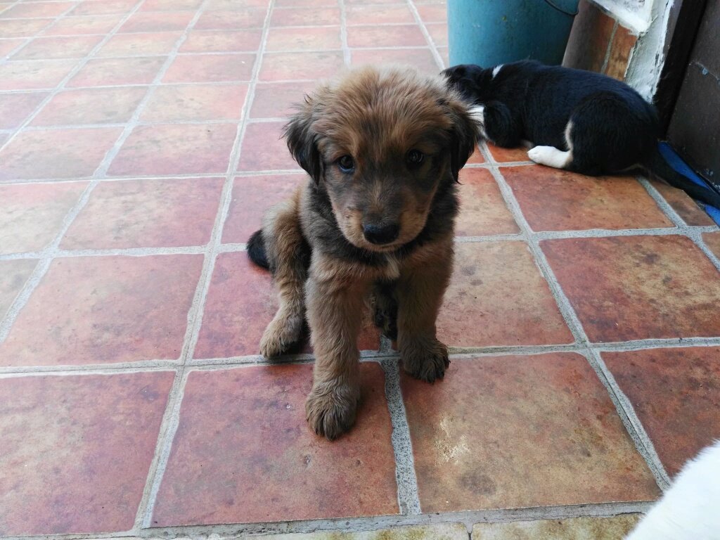 adoptaunavidaMD's tweet photo. Estos pequeñines se regalan, por favor que alguien les adopte o acabarán en la perrera 😢💔 ¿Nos ayudáis a difundir? 🐾 https://t.co/NSft3GMgYo