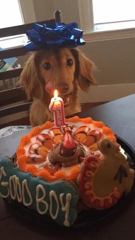 TikTonks's tweet image. “Friend: "Wanna go out tonight?"

Me: "I can't, I'm celebrating my dog's 1st birthday"