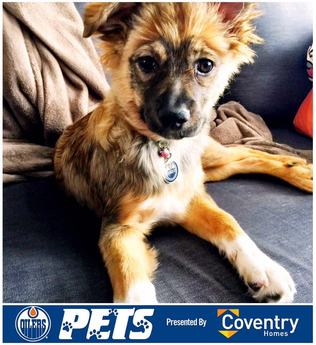 EdmontonOilers's tweet photo. For every RT &amp; LIKE @ainsleyshymko's Gizmo gets, @CoventryHomes will donate $1 to @EdmontonHumane! #OilersPets https://t.co/h1uFcJjJKU
