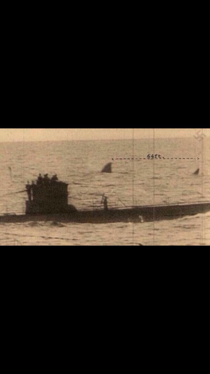 HorrorDisplay's tweet photo. Photo from the 1940s of what many scientists believe to be an extinct Megalodon swimming next to a German U-boat.. https://t.co/AIzJ7KM8WM