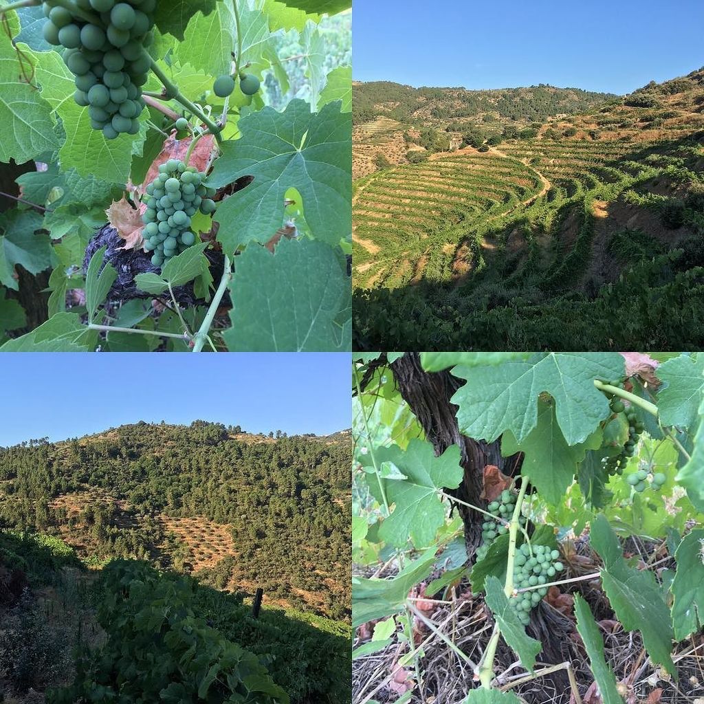 QTralhao's tweet photo. #tralhao 2016 vintage growing. Terrible year, low yields but clean production with no chemicals again. One more yea… https://t.co/GHePf9Yqrm