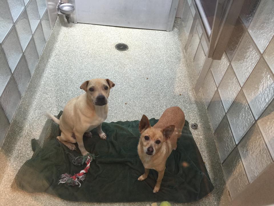 Coldnoses's tweet image. Cold Noses Foundation helped save 18 animals from sure death in the Everglades this week!