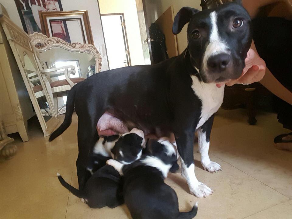 Coldnoses's tweet image. Cold Noses Foundation helped save 18 animals from sure death in the Everglades this week!