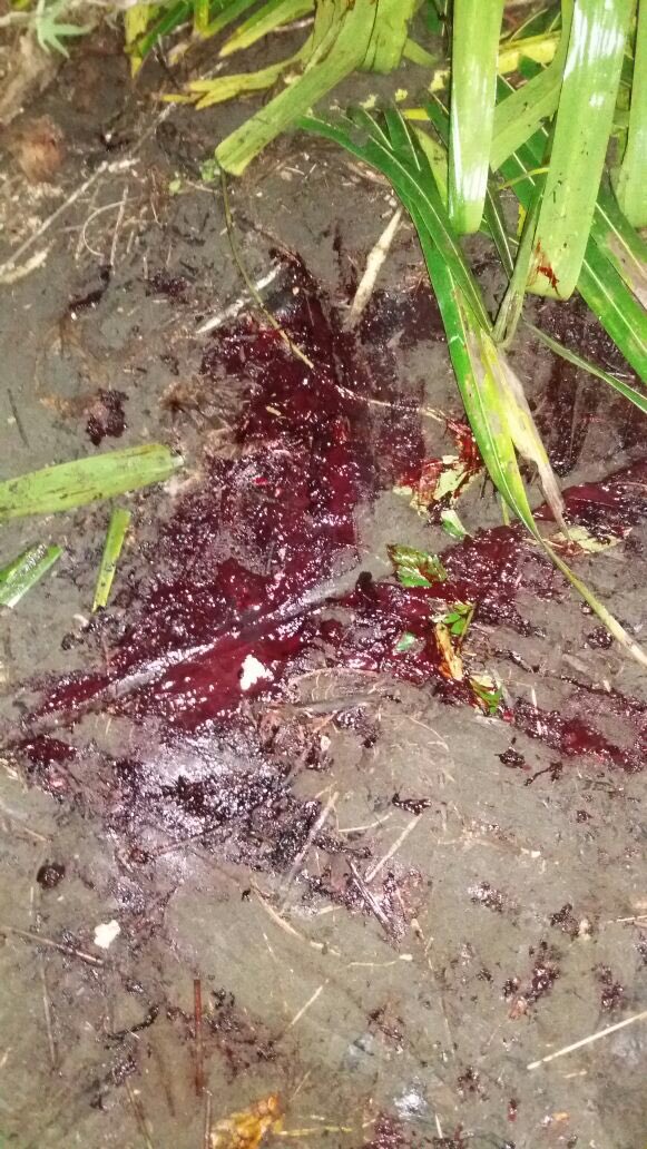 OperacionMoin's tweet photo. #Live From #Moin #JairoVive @zonavivacr @fuerzapublicaCR https://t.co/8lpqkuc7yv