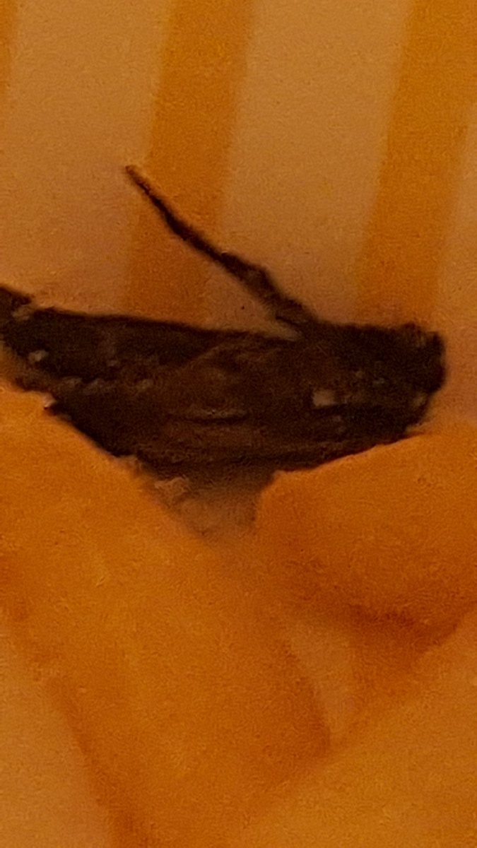 margolauro's tweet photo. Just visited #belmontmcdonalds and got this in our fries @McDonalds #gross #friedbugs and our order was shorted https://t.co/PJbIT6iaxr