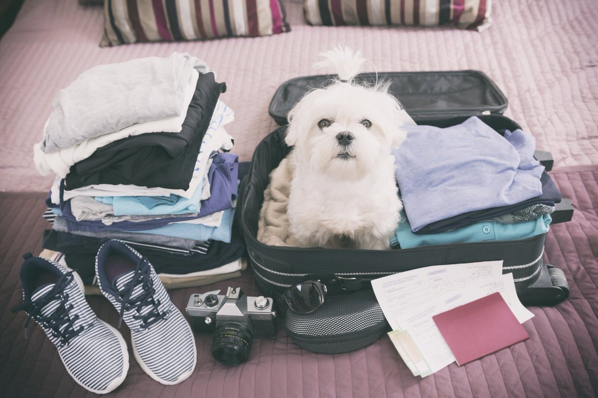 DiamondbackFit's tweet image. Don't forget to pack all the "essentials" for your #summervacation!