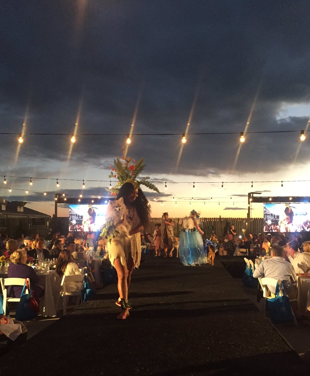 ACKblACKbook's tweet photo. Gorgeous night for Paws For a Cause Fashion Show to benefit @ackshelter tonight! Follow on snapchat 👻 TheblACKbook https://t.co/lX4XbypqNX