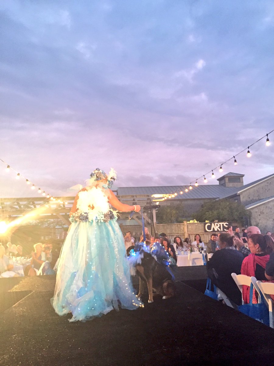 ACKblACKbook's tweet photo. Gorgeous night for Paws For a Cause Fashion Show to benefit @ackshelter tonight! Follow on snapchat 👻 TheblACKbook https://t.co/lX4XbypqNX