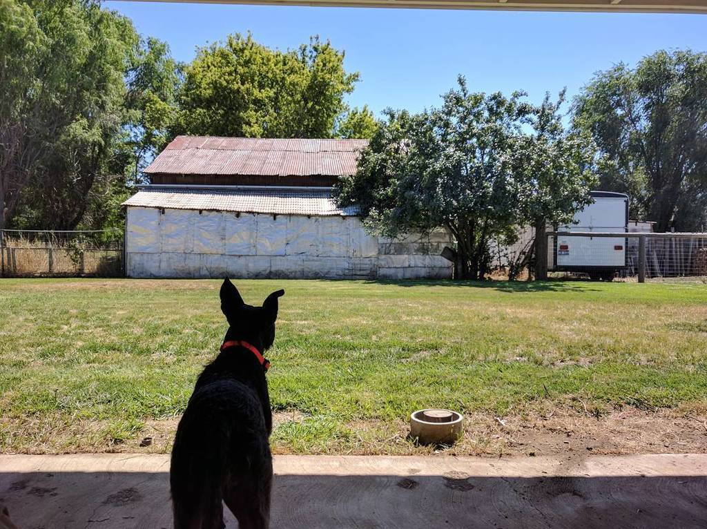BandipurNate's tweet photo. Yoosi is psyched about her new plum tree in her first real back yard

#DogTerritory 
#WeMadeIt
#OhioToOregon 
#East… https://t.co/ivnYalcgas