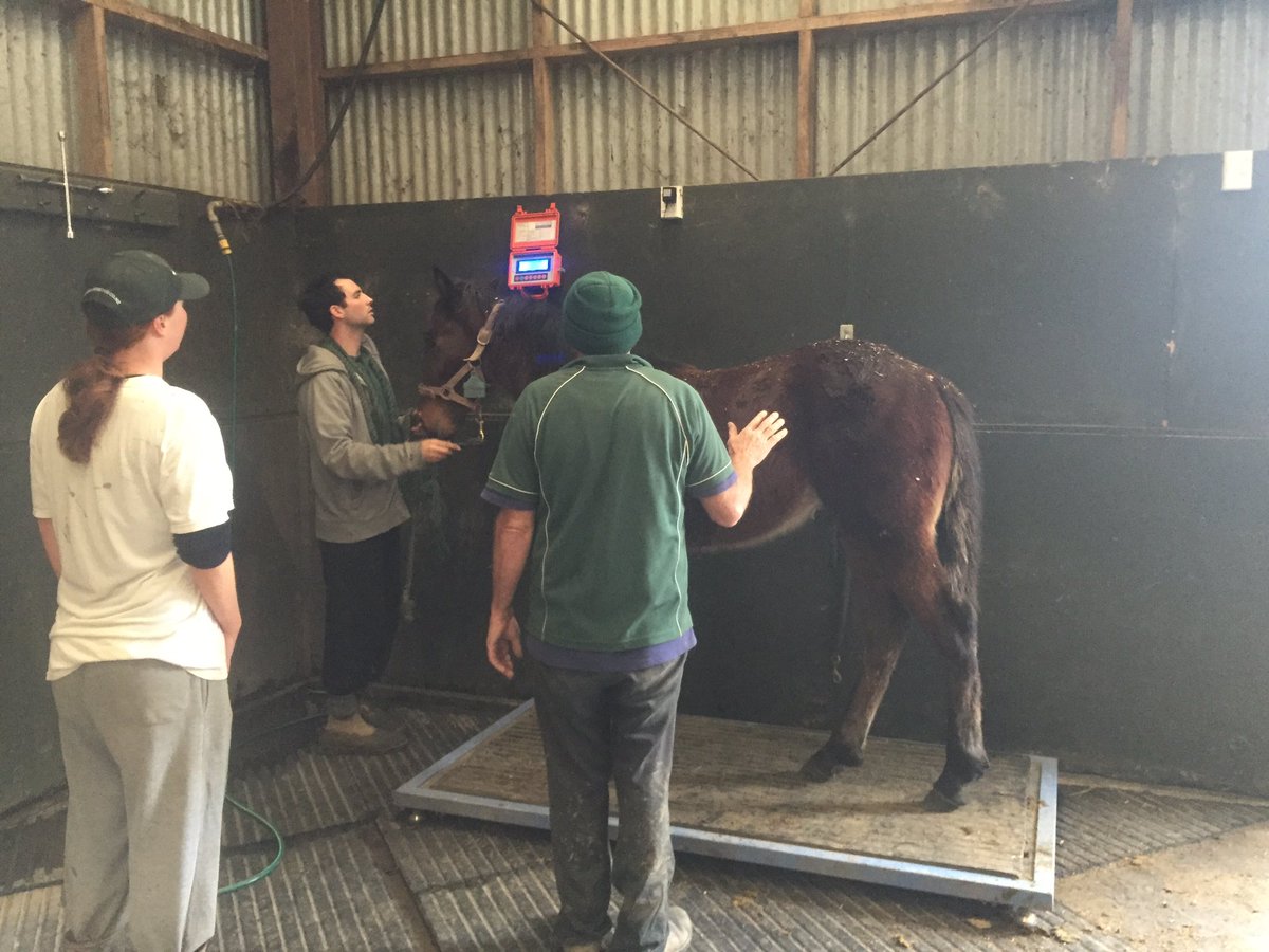 WoodlandsStudNZ's tweet photo. Our @PGWstandardbred Yearling Sales colts are in today for their monthly weigh #ratherthemthanus https://t.co/lnWKLVymrJ