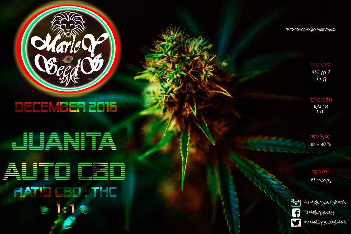 Redemption_W's tweet image. "Juanita Marley CBD es una variedad especialmente adecuada para quienes desean un efecto ligero, activo y creativo "