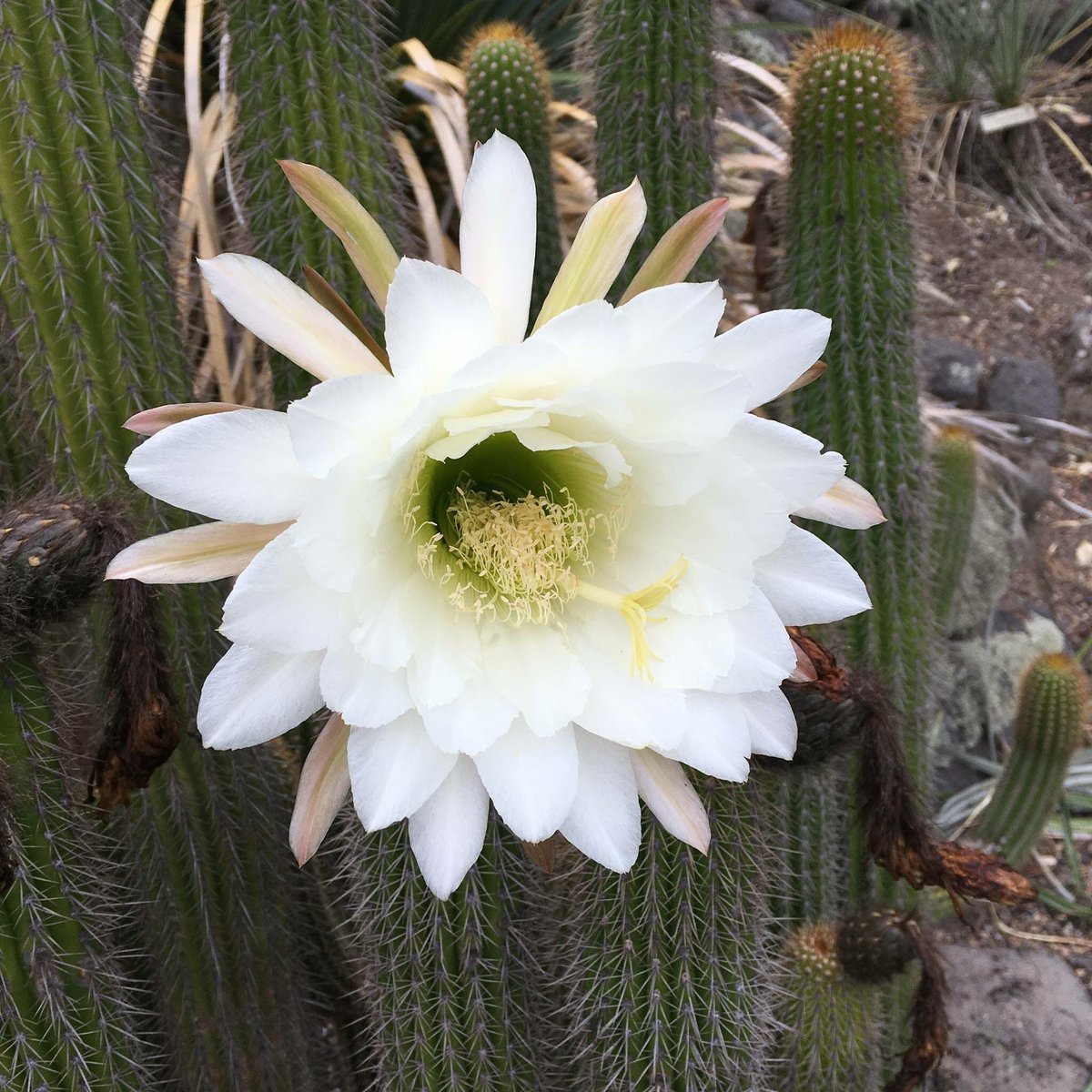 UC Botanical Garden tweet media