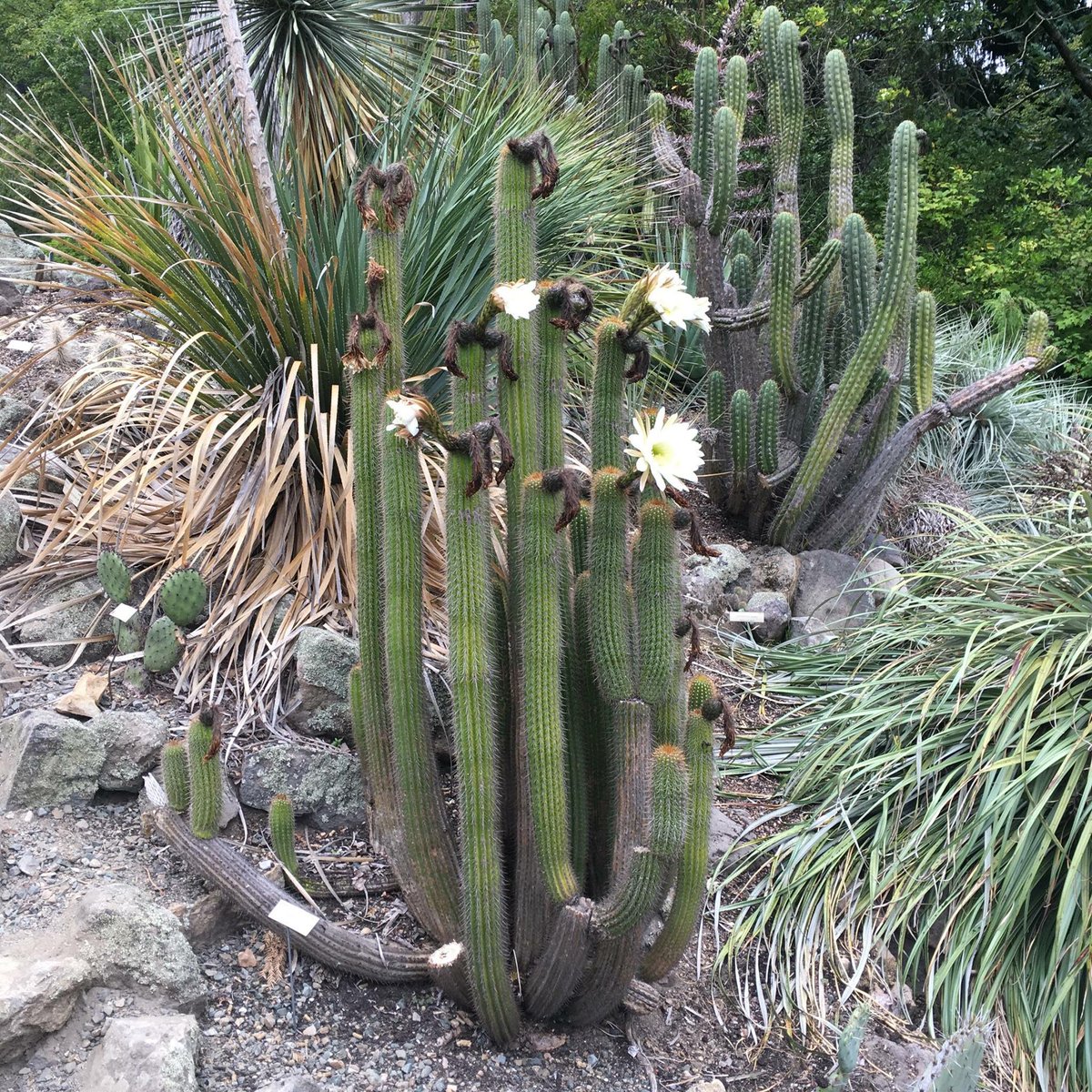 Our Deserts of the Americas is full of columnar cacti. This Echinopis species is not known but it is from Chile. 🌵