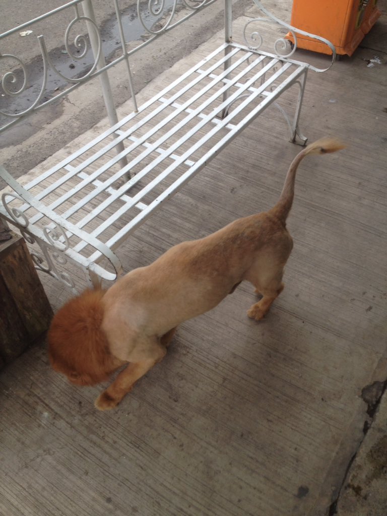 Maxx10_Alarcon's tweet photo. #MasFalsoQueTuAmor este leon que me encontré hoy https://t.co/xelX0cdJrY