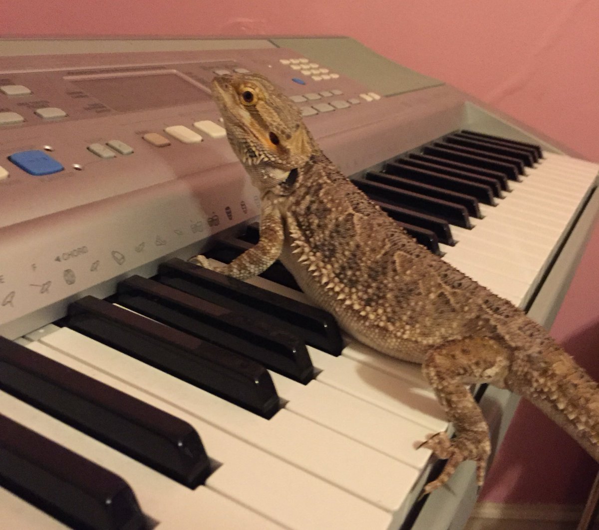 BernDoesThings's tweet image. I am goin to play some scales on da piano for you wiff ma scales, get it hehe