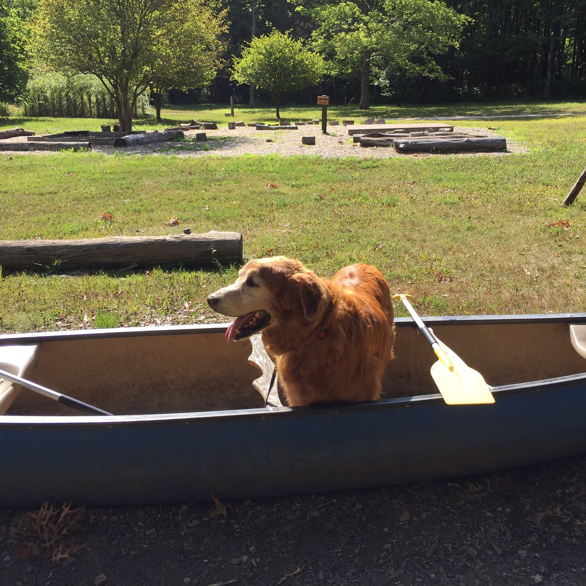 SLarke7's tweet photo. Maxwell Parker thinking about canoeing.  #goldenretrieversofinstagram #goldenretriever #maxwellparker #vetventures https://t.co/6vy5aUyaij