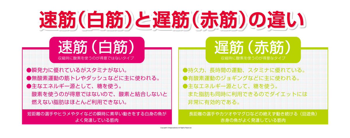 ようすけ 凡人社長 On Twitter 遅筋と速筋 遅筋 大きな力は発揮できないが 長い時間運動を続ける時に活躍する筋肉 細い筋肉 速筋 瞬間的に大きな力を出せる瞬発性に優れた筋肉で 短距離走やウエイトリフティングなどで この 速筋 が活躍する 太い筋肉 Https