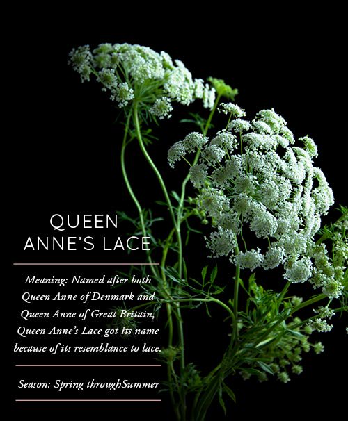 꽃의 의미,피는 시기 등을 정리해둔 일종의 꽃 사전. 링크로 들어가면 더 많은 자료가 있습니다.

[designsponge.com/category/flowe…]