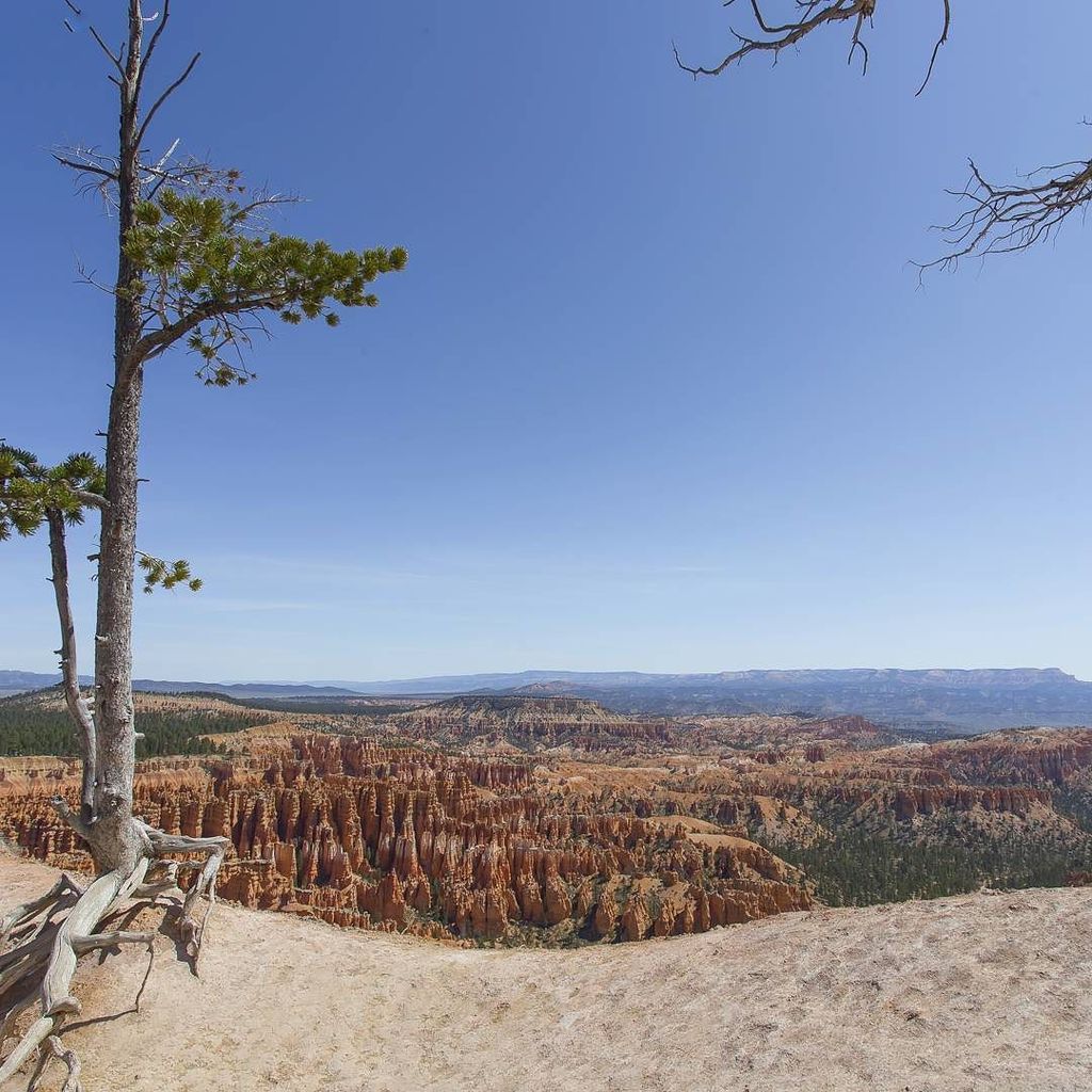ftavard's tweet photo. Bright blue sky over Bryce canyon NP #roadtripusa #brycecanyonnationalpark #brycecanyon #n… https://t.co/S6WjLa1Zq0 https://t.co/3VeI9l2LET