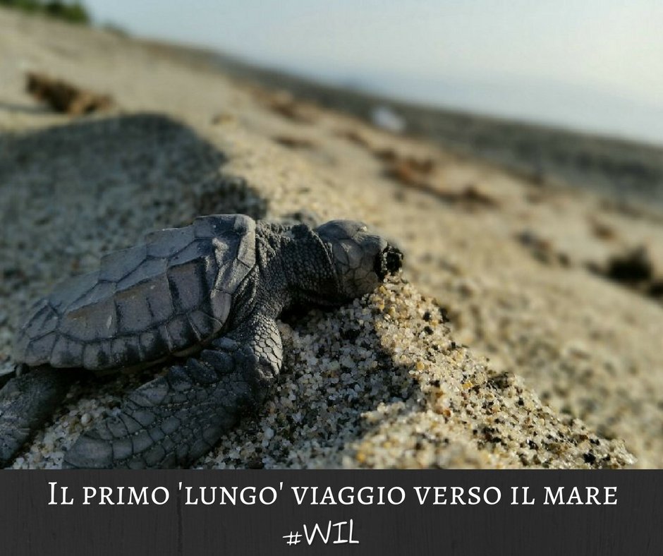 WILintolife's tweet photo. Sono nate 58 tartarughe Caretta Caretta: si tratta della prima nascita della stagione.
#seDomani #estate #summer https://t.co/PP1IsgVBP8