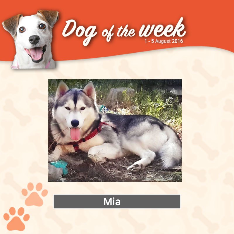Beeno_ZA's tweet photo. Congratulate Mia who is our #BeenoDogofTheWeek! It was a tough vote but her win is well deserved. https://t.co/Ww3iWQnpxC