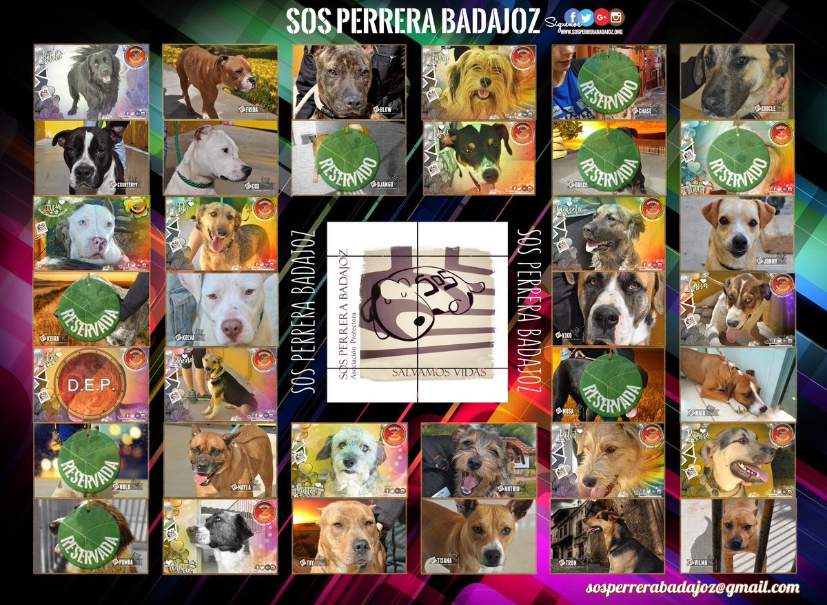 🐶🐶🐶 Estos son todos los inocentes que esperan una familia en la perrera de Badajoz.
🆘🆘🆘 Urge su #acogida #adopción