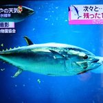 きのう死んだクロマグロ(5)には不覚にも笑ってしまった。これは何とも言い難い。