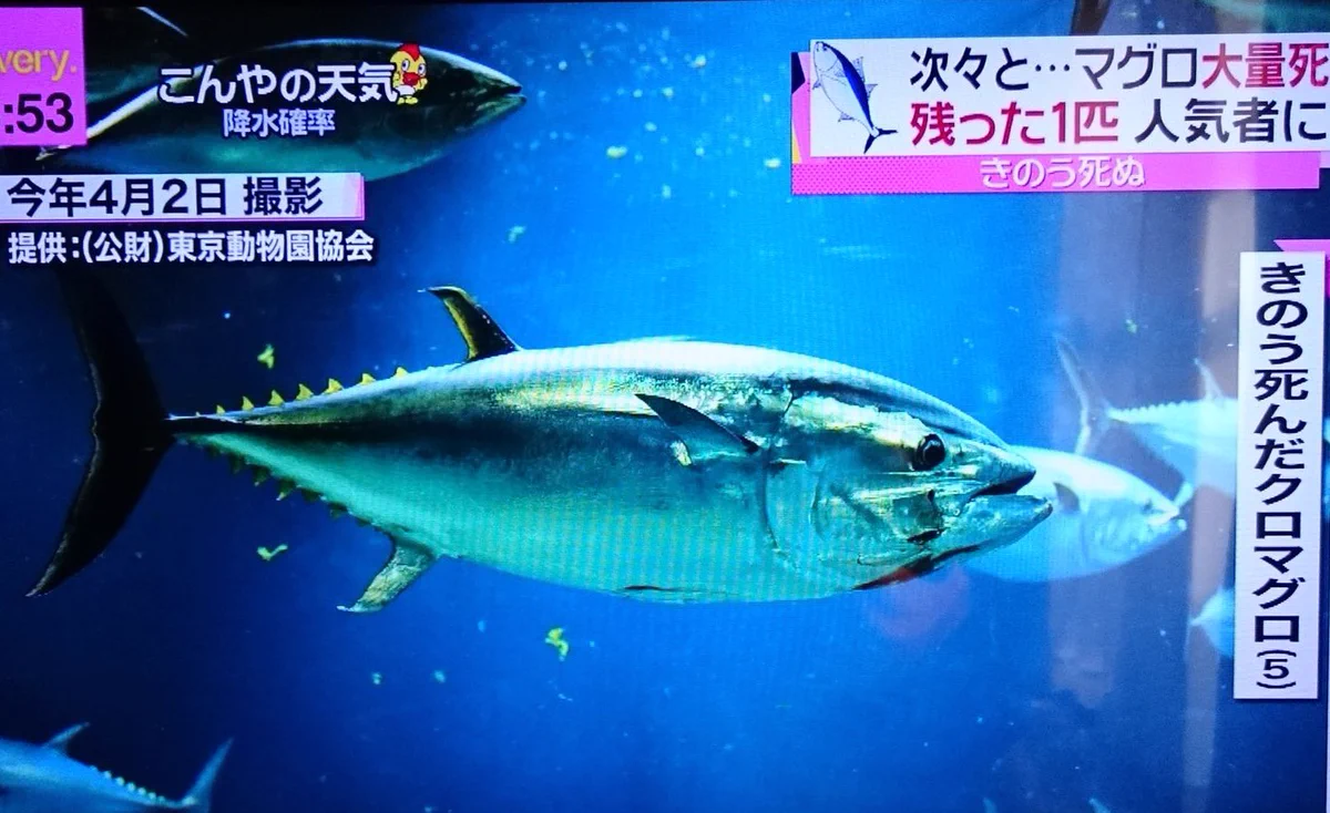 きのう死んだクロマグロ(5)には不覚にも笑ってしまった。これは何とも言い難い。