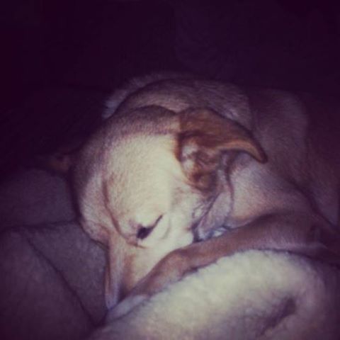Cuddling with this cute lil guy