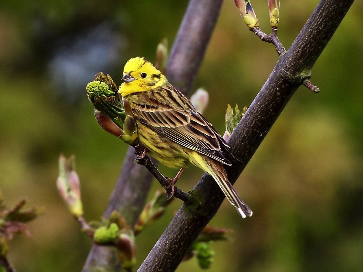 TomCadwallender's tweet photo. Yellowhammer near Alnmouth, Northumberland. #farmlandbirds #reddatalist @_BTO https://t.co/REfV81BYvQ
