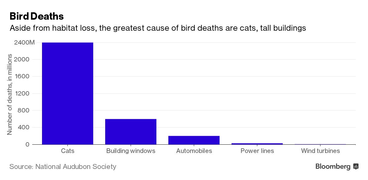 Trump: Windpower 'kills all your birds. All your birds, killed.' 
Well, pretty much