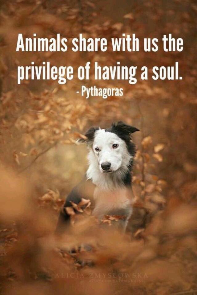 ❤️❤️❤️❤️❤️ #lulubeangifts #bubbarose #doggifts #dogsoftwitter #bestfriends #ilovedogs #celebrateyourdog #dogs