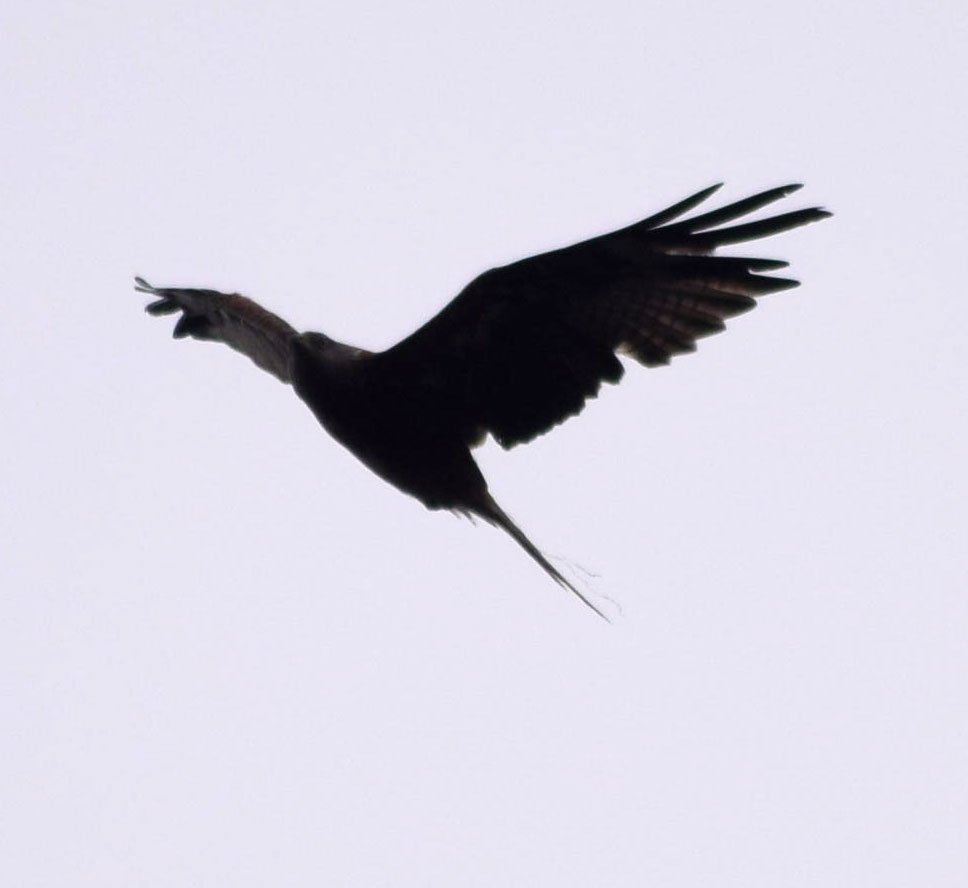 wildlife_news's tweet photo. RT @Iron_Vein: Lucky enough to have had a #kite wheeling overhead today for only the 3rd time ever.
@wildlife_uk
https://t.co/brNFcdENEi