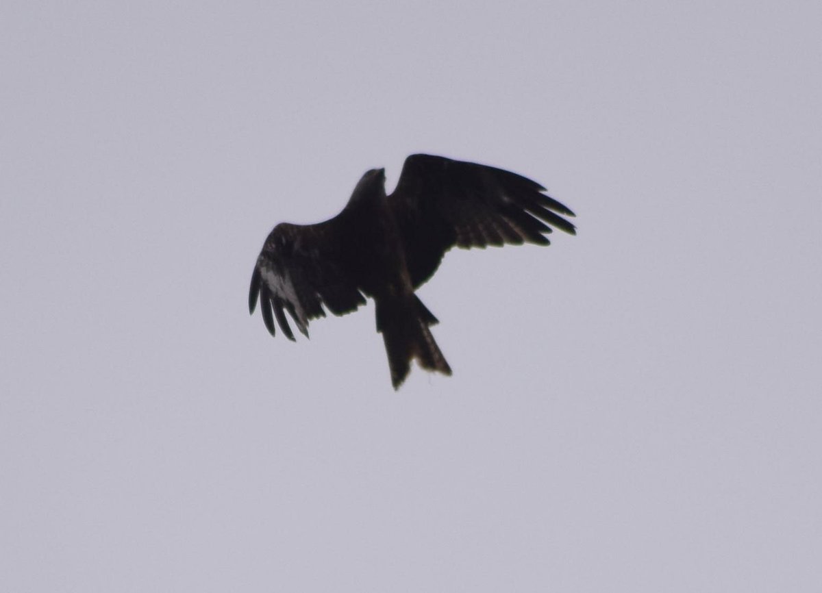 wildlife_news's tweet photo. RT @Iron_Vein: Lucky enough to have had a #kite wheeling overhead today for only the 3rd time ever.
@wildlife_uk
https://t.co/brNFcdENEi