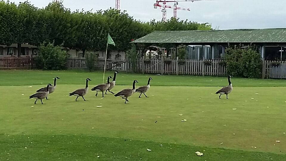 GolfLongchamp's tweet photo. Avez vous déjà vu des oies jouer au #golf ? #paris #nature #longchamp https://t.co/KkUDcLG2mL