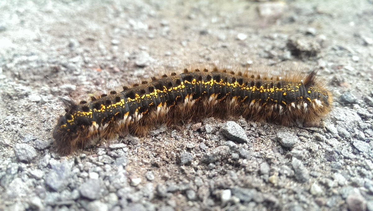 JoPlimmer's tweet photo. @SteveBackshall surely you are the man to tell me what type of future moth/butterfly this is! 3" long, in woodland 🐛 https://t.co/6P5Bix8i5V