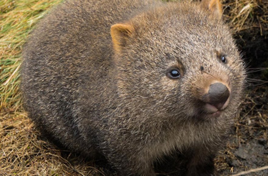 If you're not a part of #WombatWednesday, you're not living the dream.