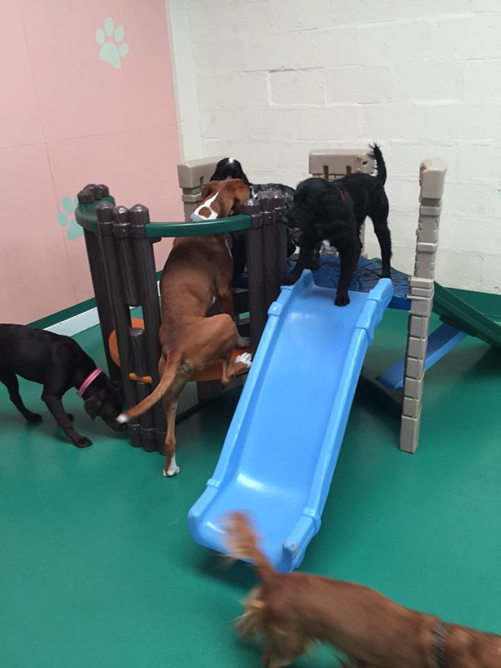 PlayPoochie tweet picture