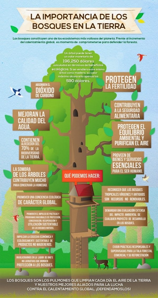 Un árbol vale 175.2055 euros por sus beneficios ecológicos. Vendido como madera, su valor sería de apenas 526 euros