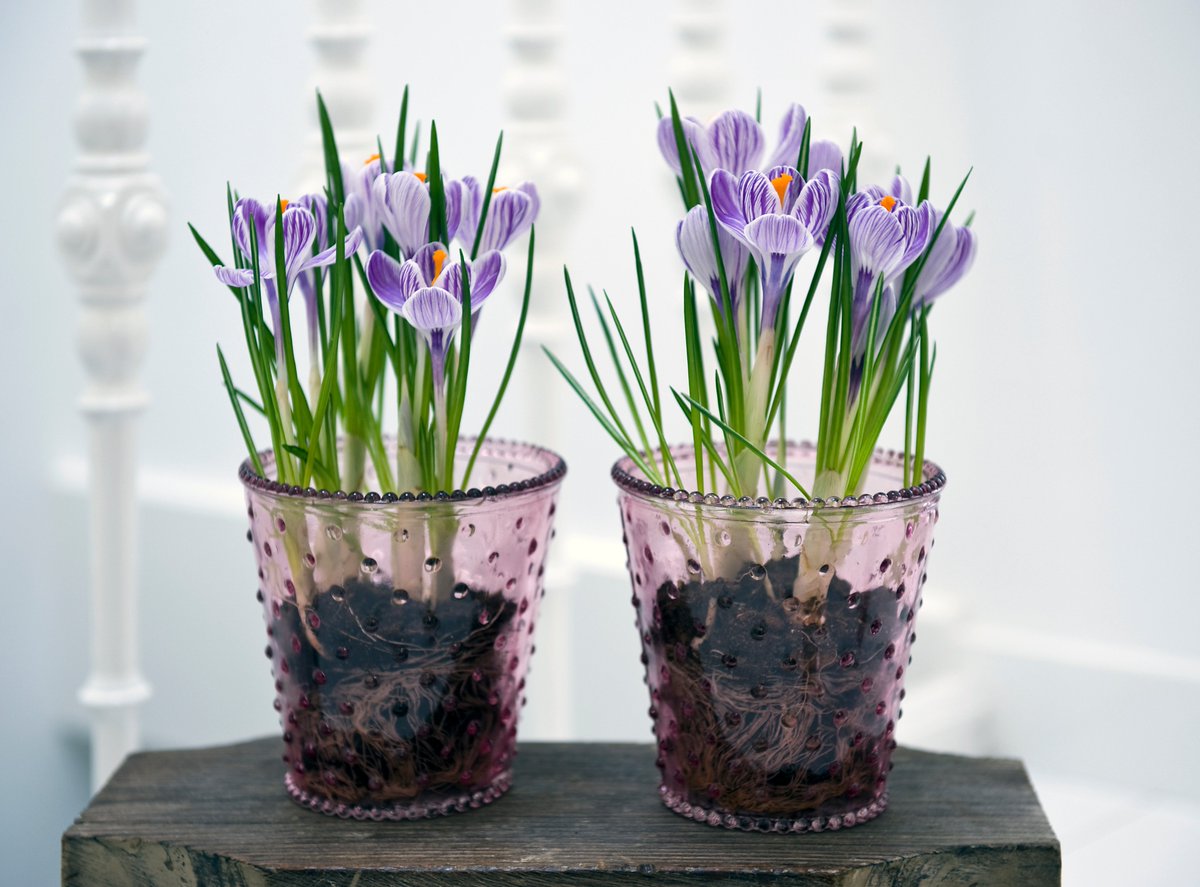 qfbgardening's tweet photo. Is dit niet lief?!? #Crocus #Bloembol https://t.co/Dk8lmiojbI