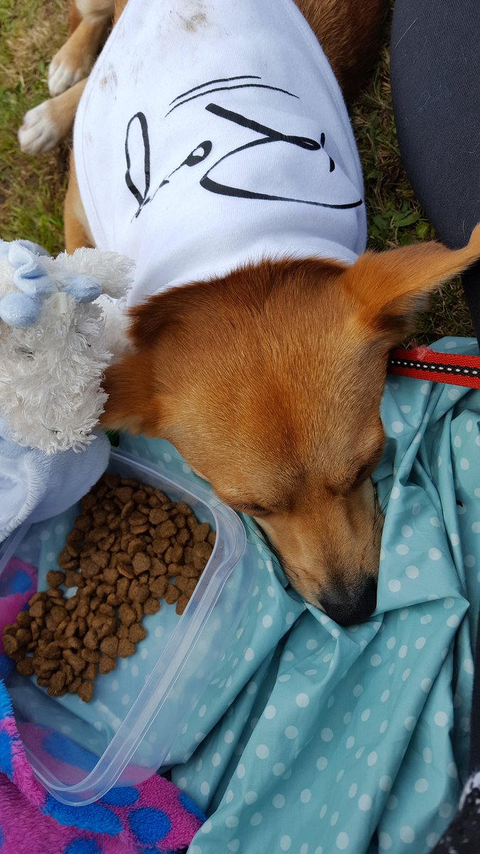 RoxySearle's tweet photo. #whplayday @stanboroughpc
Pippa having a relax listening to music after her little play with the other puppies! https://t.co/7fqo6RNLrR
