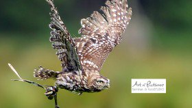 #Fotoworkshop im #Wildpark #Eekholt. Lerne wie man #Greifvögel im Flug fotografiert. eventportal.extendad.de/event/greifvoe…